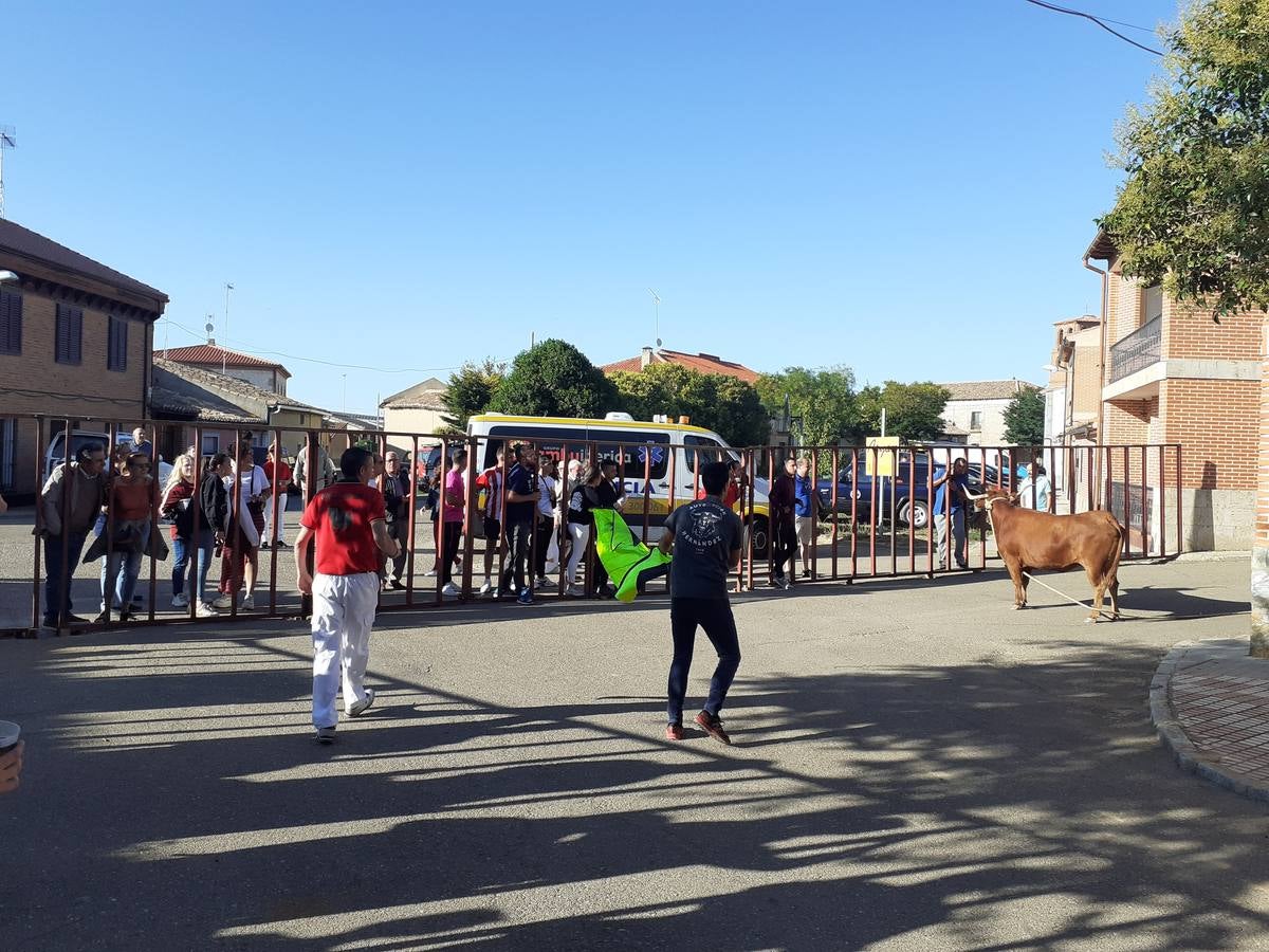 Fotos: Vaca enmaromada de Villafrechós