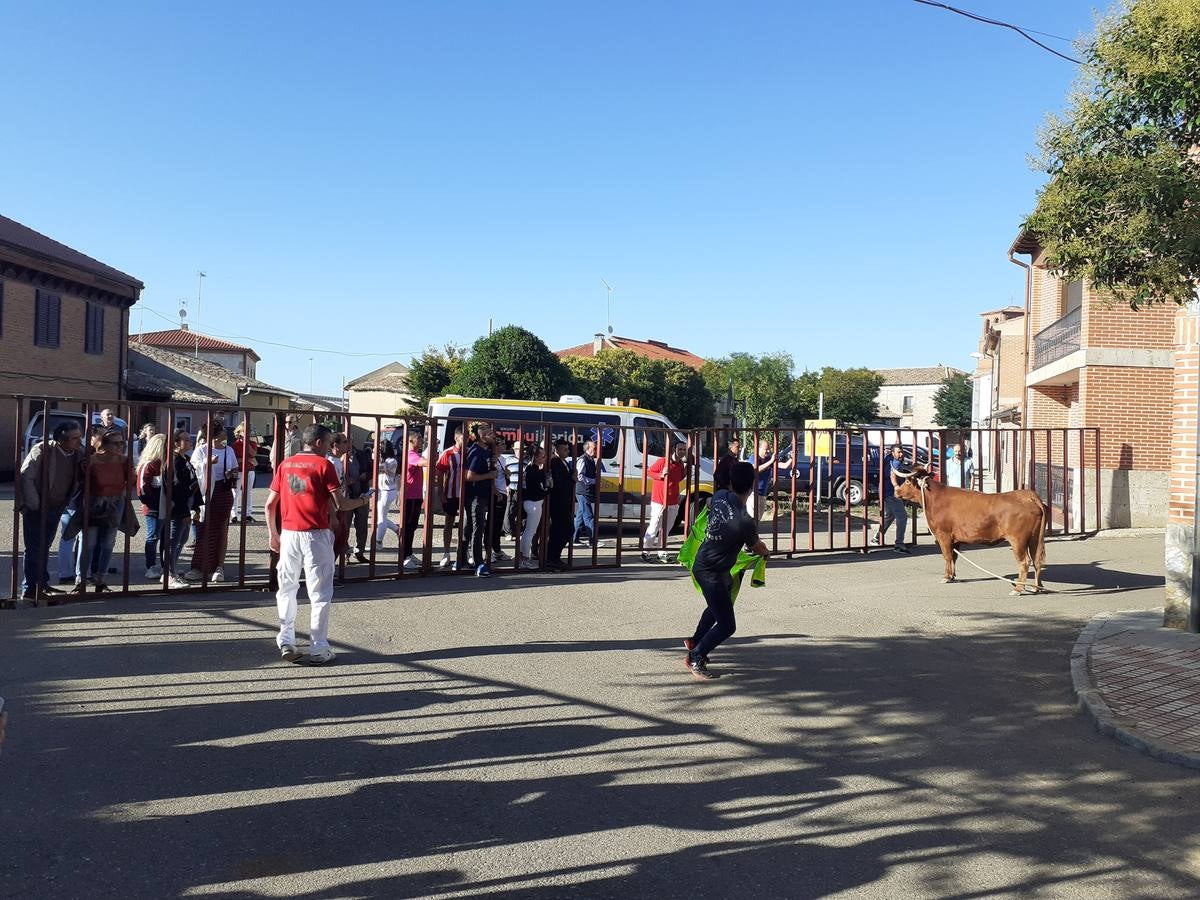 Fotos: Vaca enmaromada de Villafrechós
