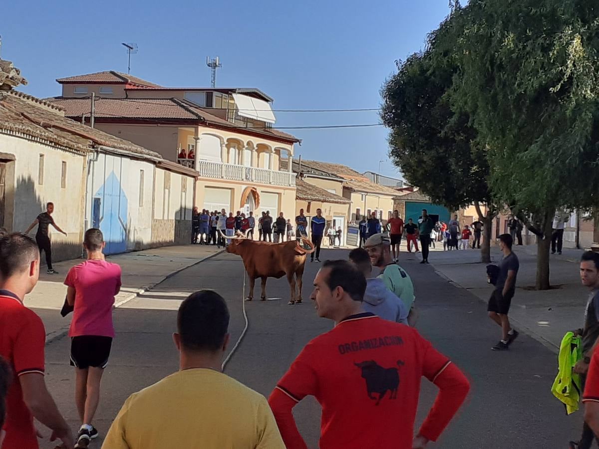 Fotos: Vaca enmaromada de Villafrechós