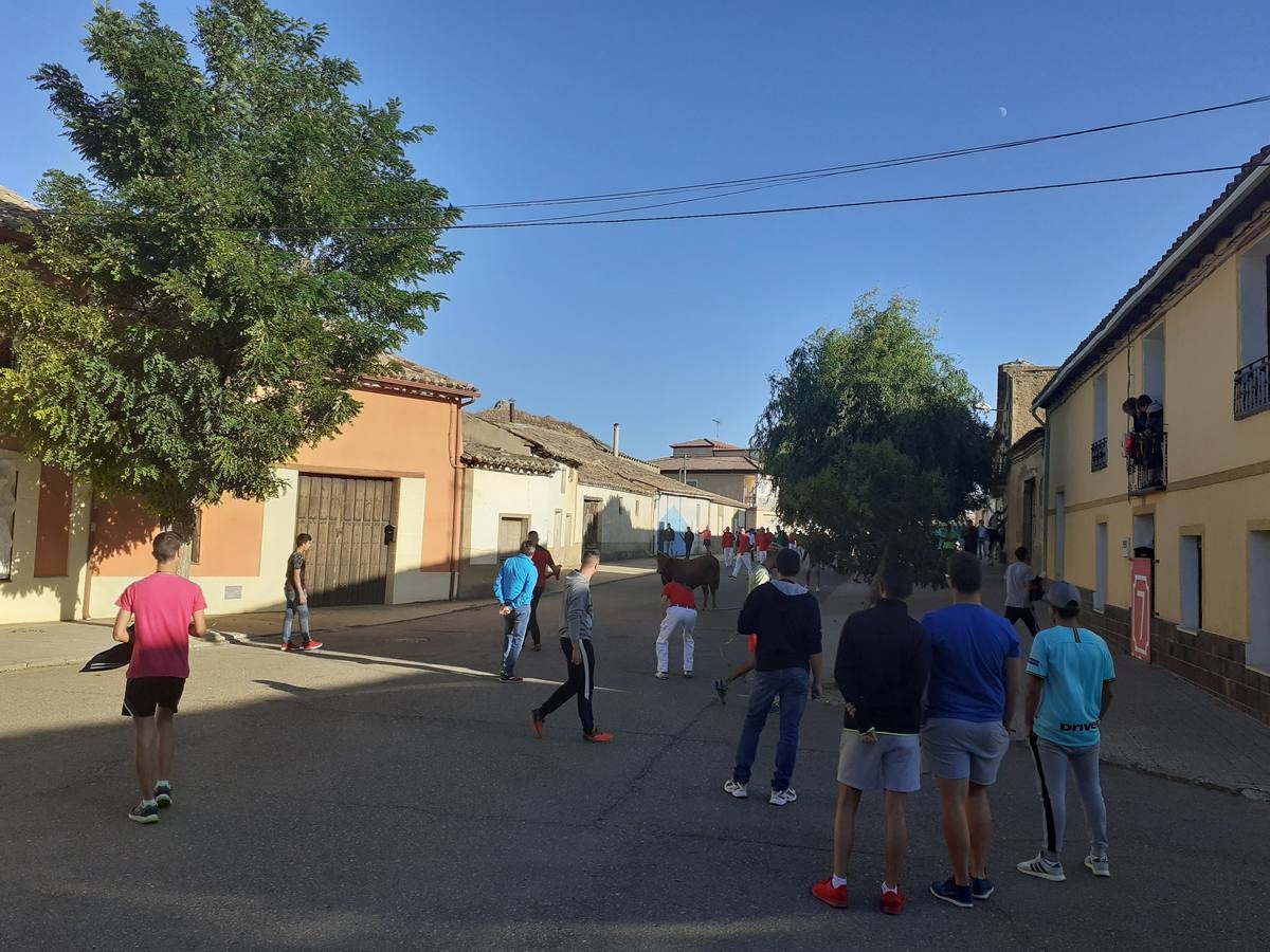 Fotos: Vaca enmaromada de Villafrechós