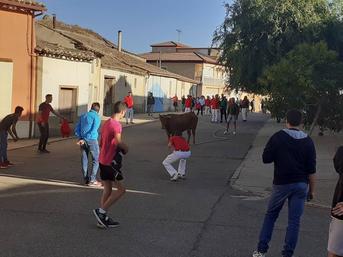 Fotos: Vaca enmaromada de Villafrechós