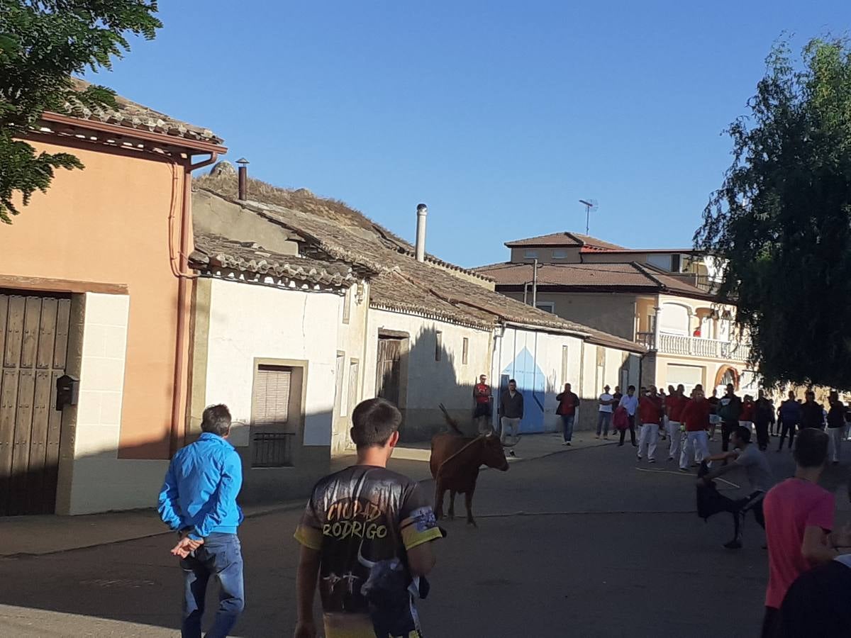 Fotos: Vaca enmaromada de Villafrechós