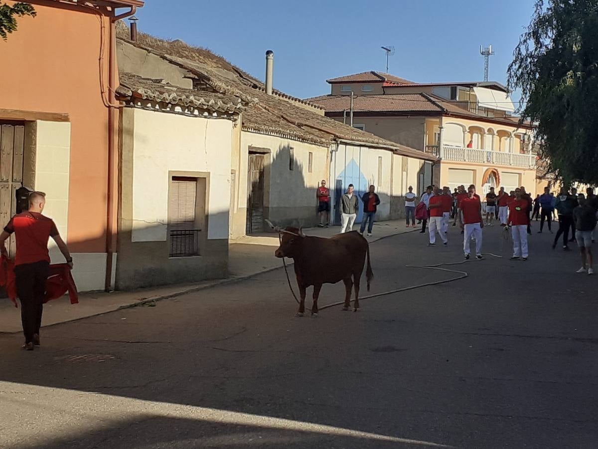 Fotos: Vaca enmaromada de Villafrechós