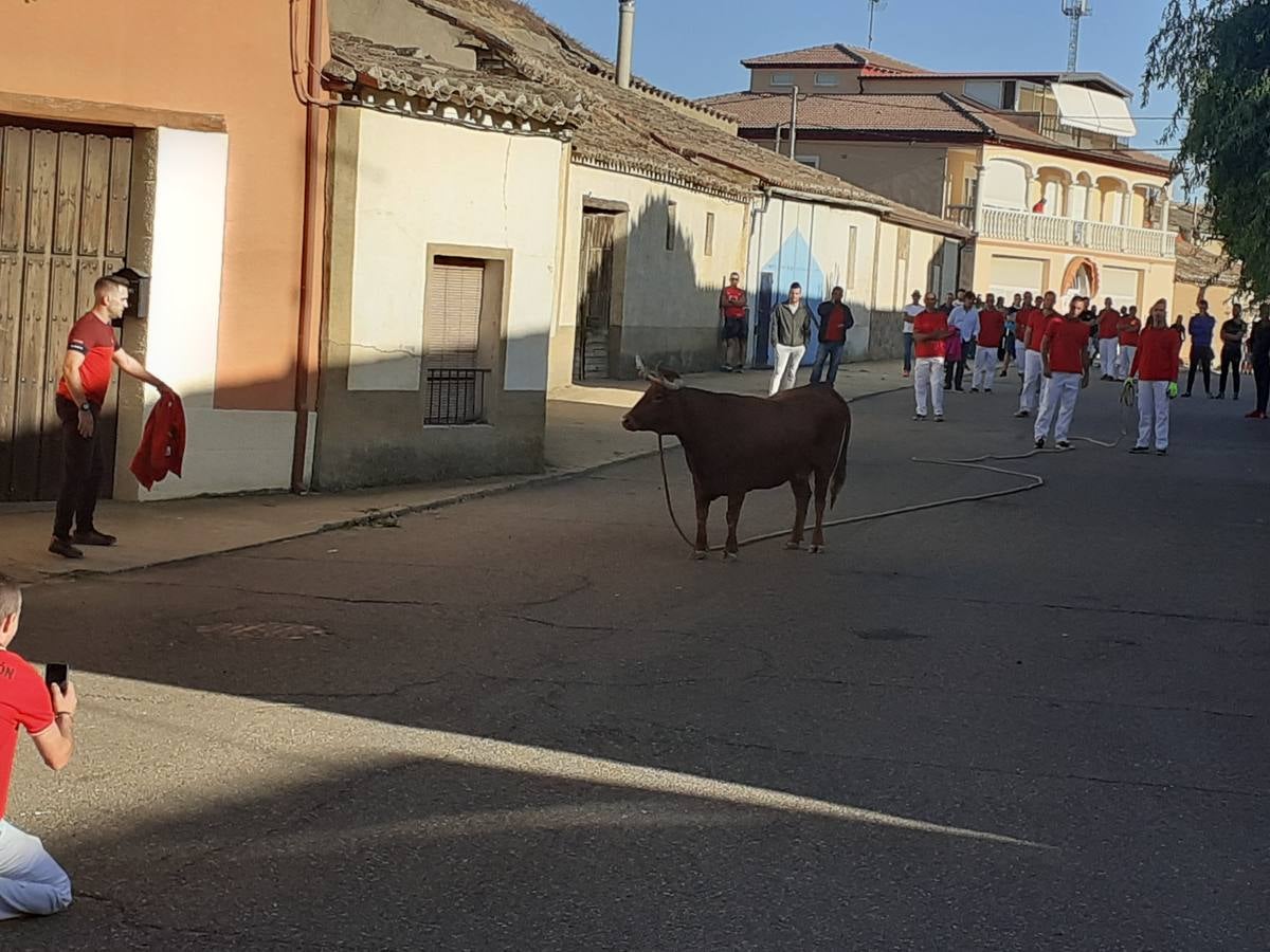 Fotos: Vaca enmaromada de Villafrechós