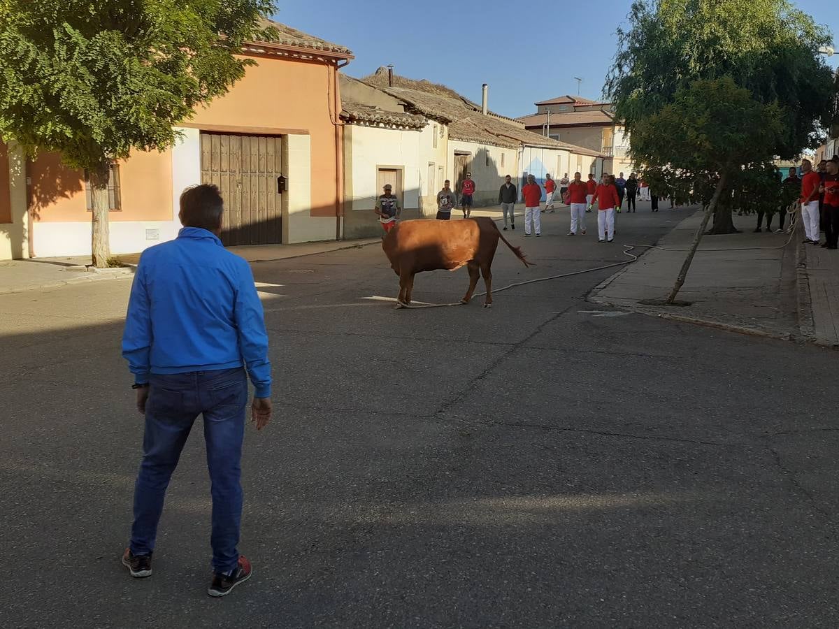 Fotos: Vaca enmaromada de Villafrechós