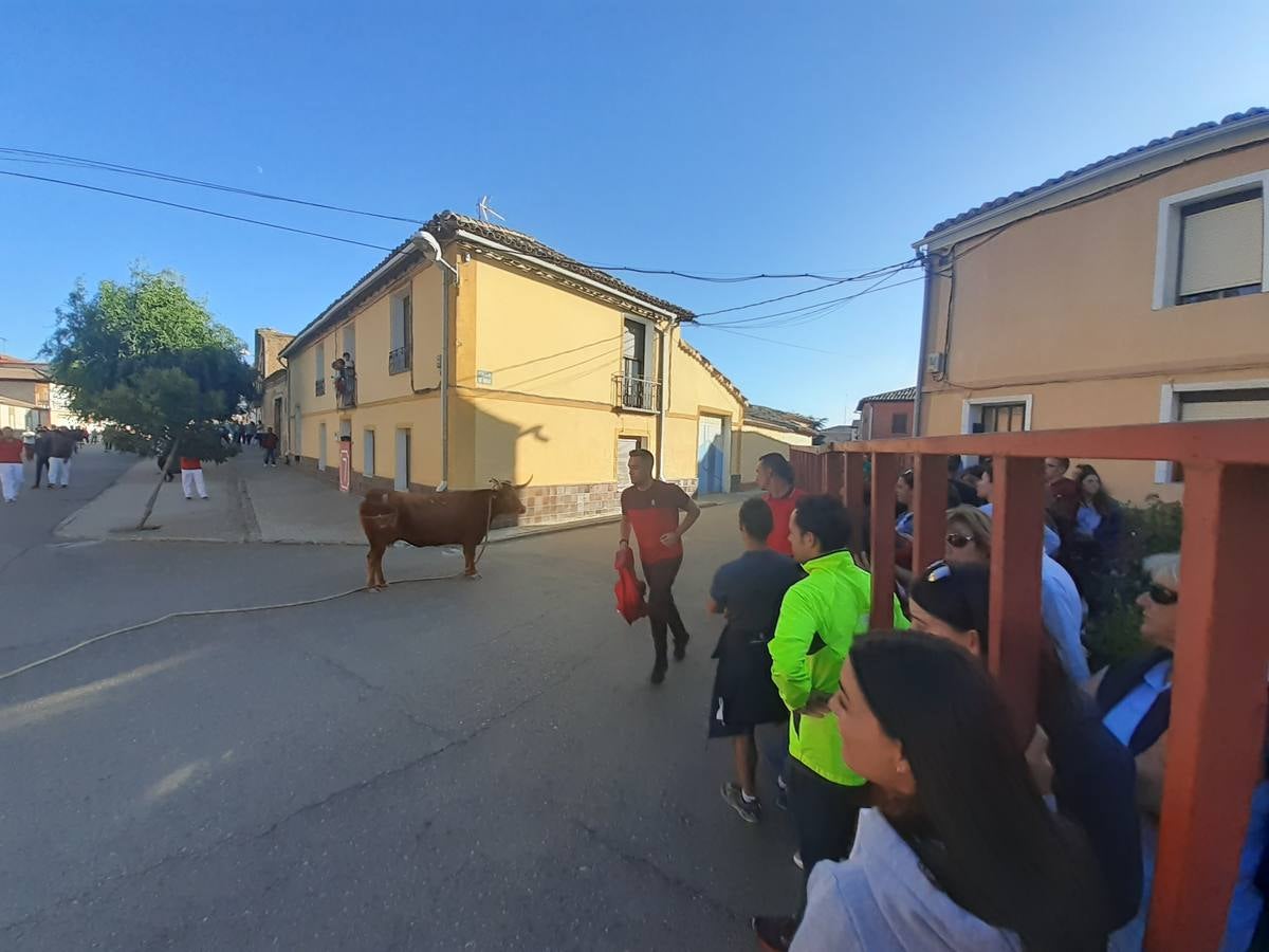 Fotos: Vaca enmaromada de Villafrechós