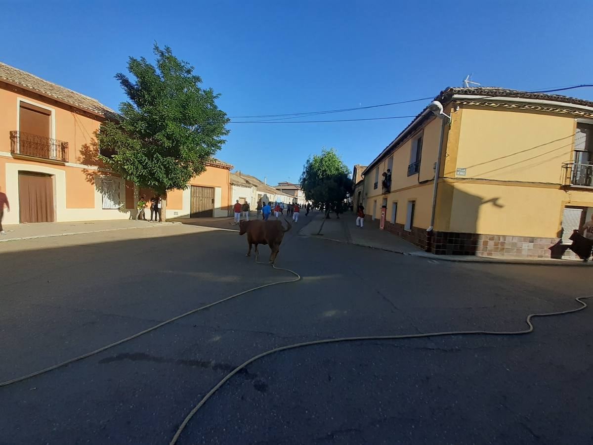 Fotos: Vaca enmaromada de Villafrechós