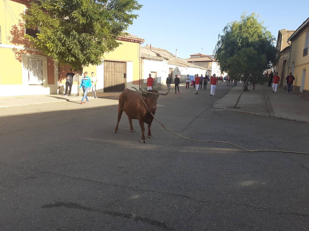 Fotos: Vaca enmaromada de Villafrechós