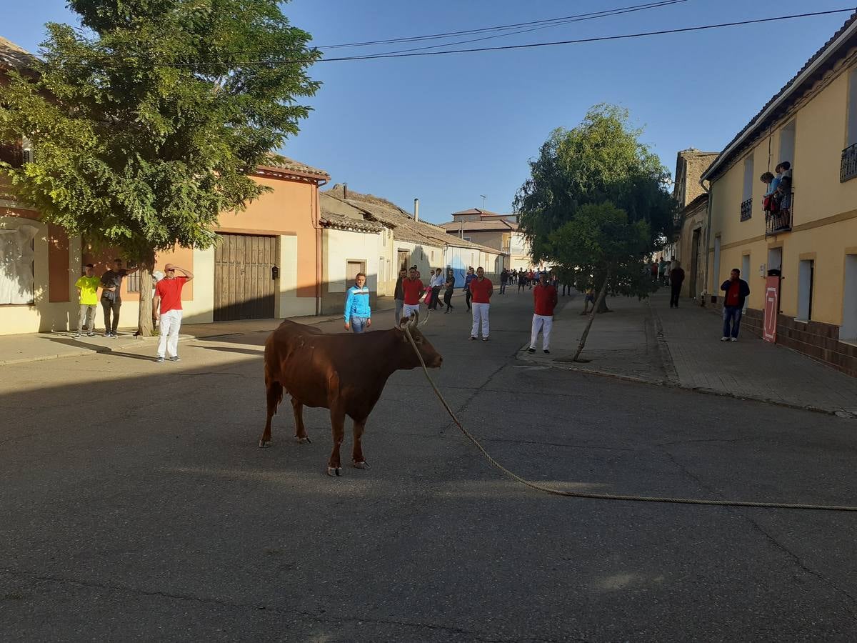 Fotos: Vaca enmaromada de Villafrechós
