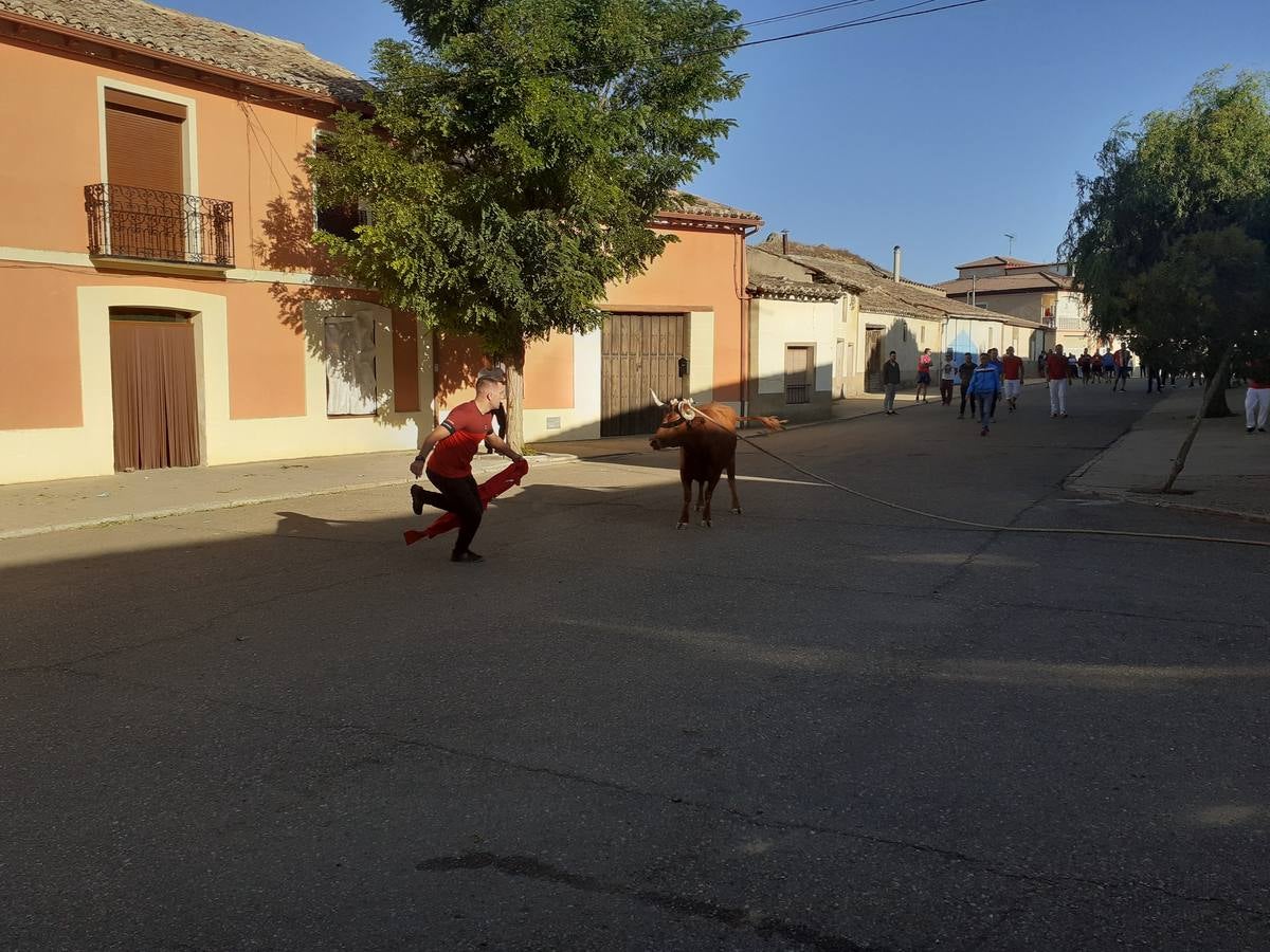 Fotos: Vaca enmaromada de Villafrechós