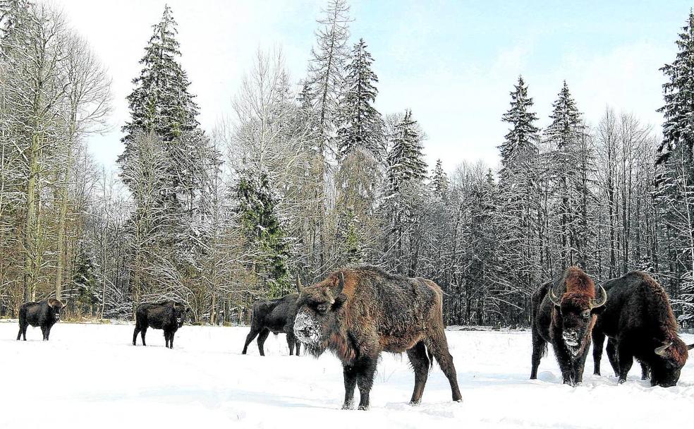 En invierno, los bisontes tienen más difícil encontrar pasto en los bosques de Bialowieza, que se extienden a lo largo de la frontera entre Polonia y Bielorrusia. fp