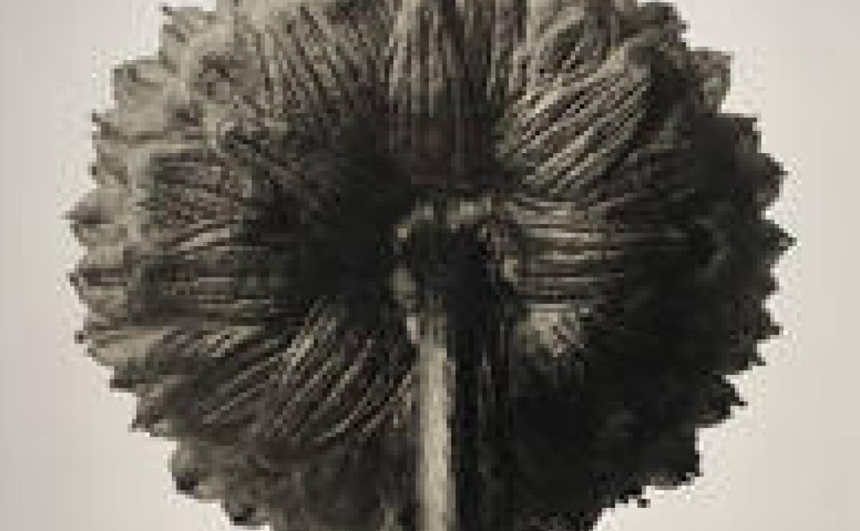 'Cotula coronopifolia', fotografía realizada por Karl Blossfeltd en 1928 