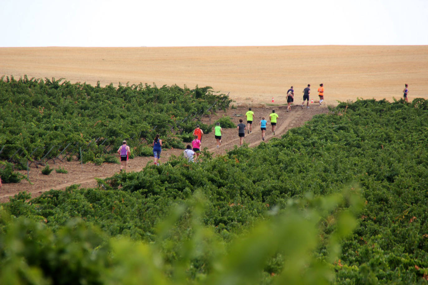 Fotos: Más de 300 atletas participan en la carrera &#039;Corriendo entre viña&#039; de Rueda (2/2