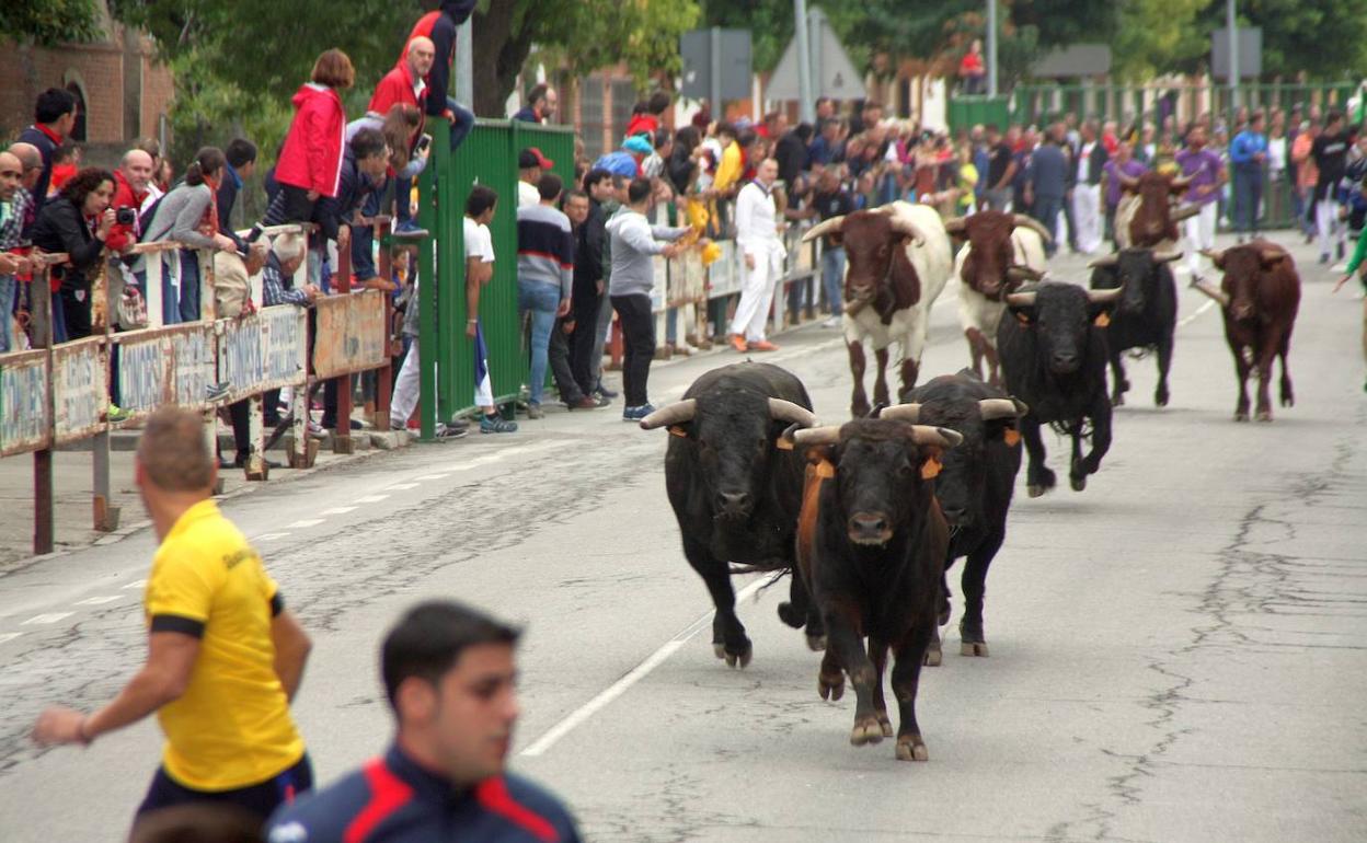 Carrera rápida de la manada en el cierro del domingo por la mañana por las calles de Nava de la Asunción.