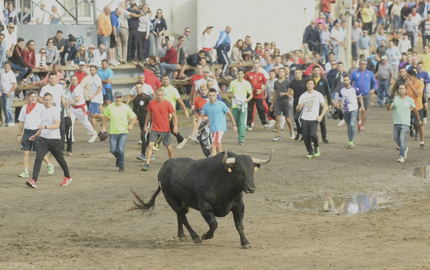 Tan solo unos tres minutos ha tardado 'Barco' en acceder a la zona de pinares | Se detuvo unos segundos en la rotonda, y acudió a algunos cites de los aficionados.