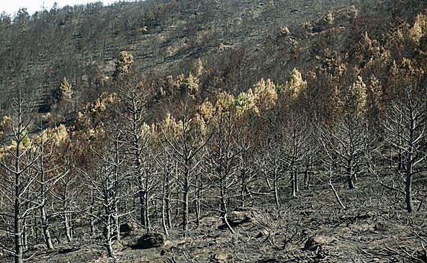 Vegetación arrasada por el incendio del pasado mes de agosto en la sierra de Guadarrama. 