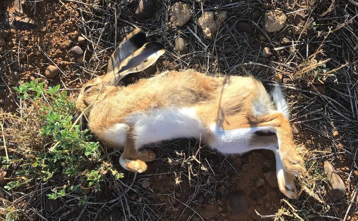 La liebre encontrada muerta en Paredes de Nava, que dio positivo por mixomatosis.