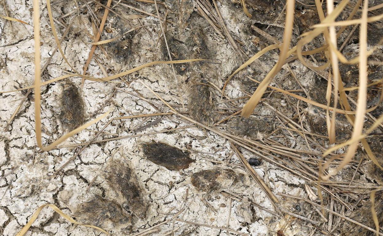 Cuatro nuevos casos de tularemia elevan la cifra a 46 afectados en la provincia