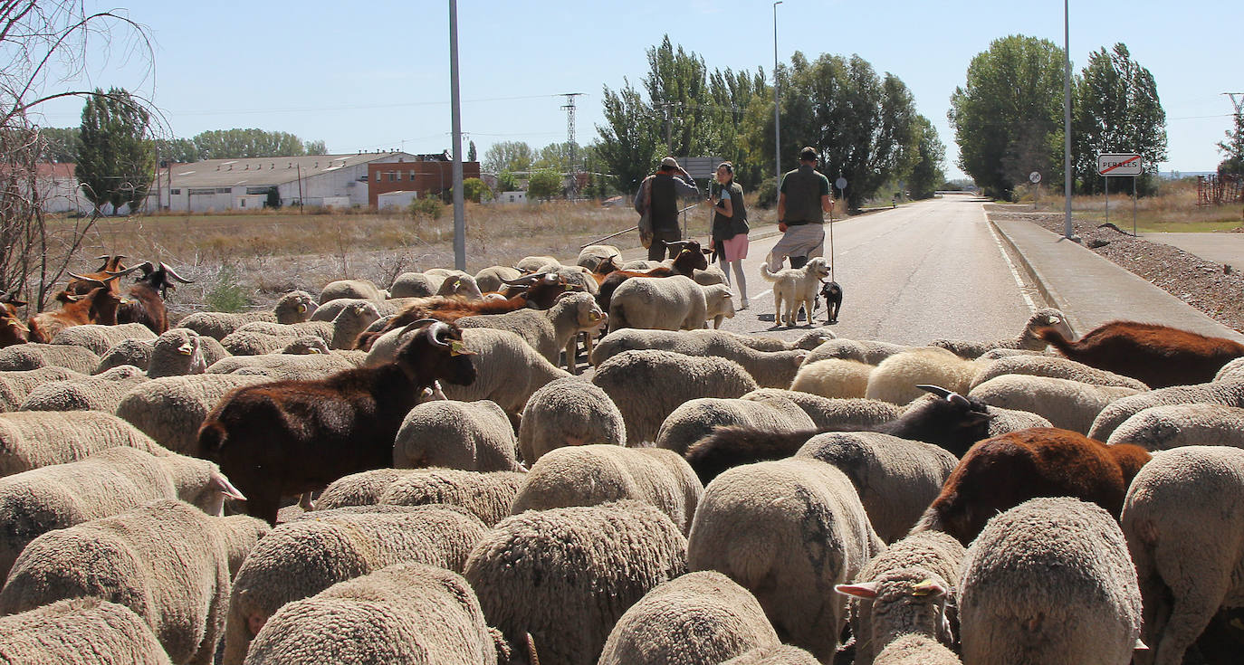 Ovejas trashumantes a su paso por Perales, Palencia. 