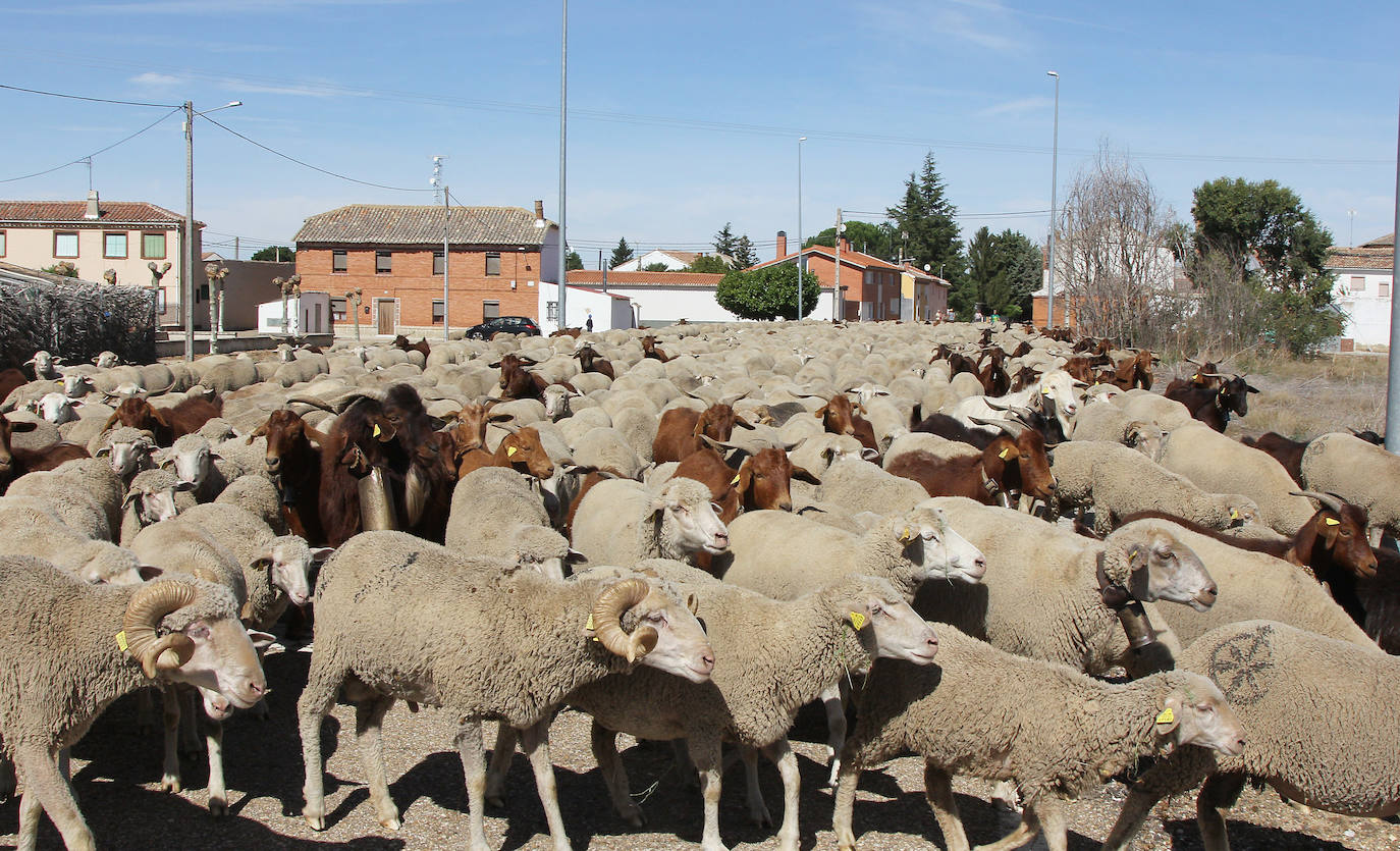 Ovejas trashumantes a su paso por Perales, Palencia. 