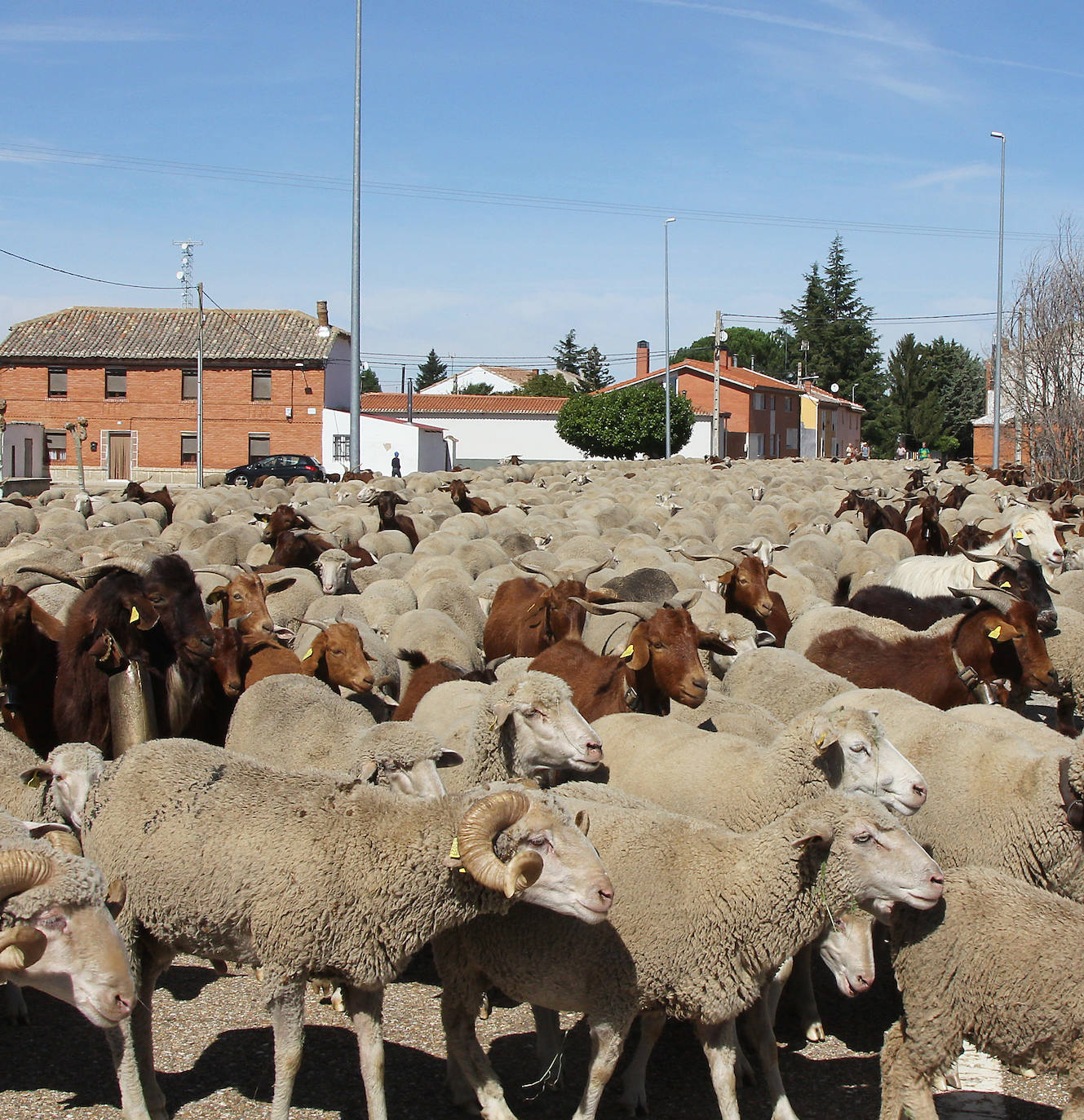 Ovejas trashumantes a su paso por Perales, Palencia. 