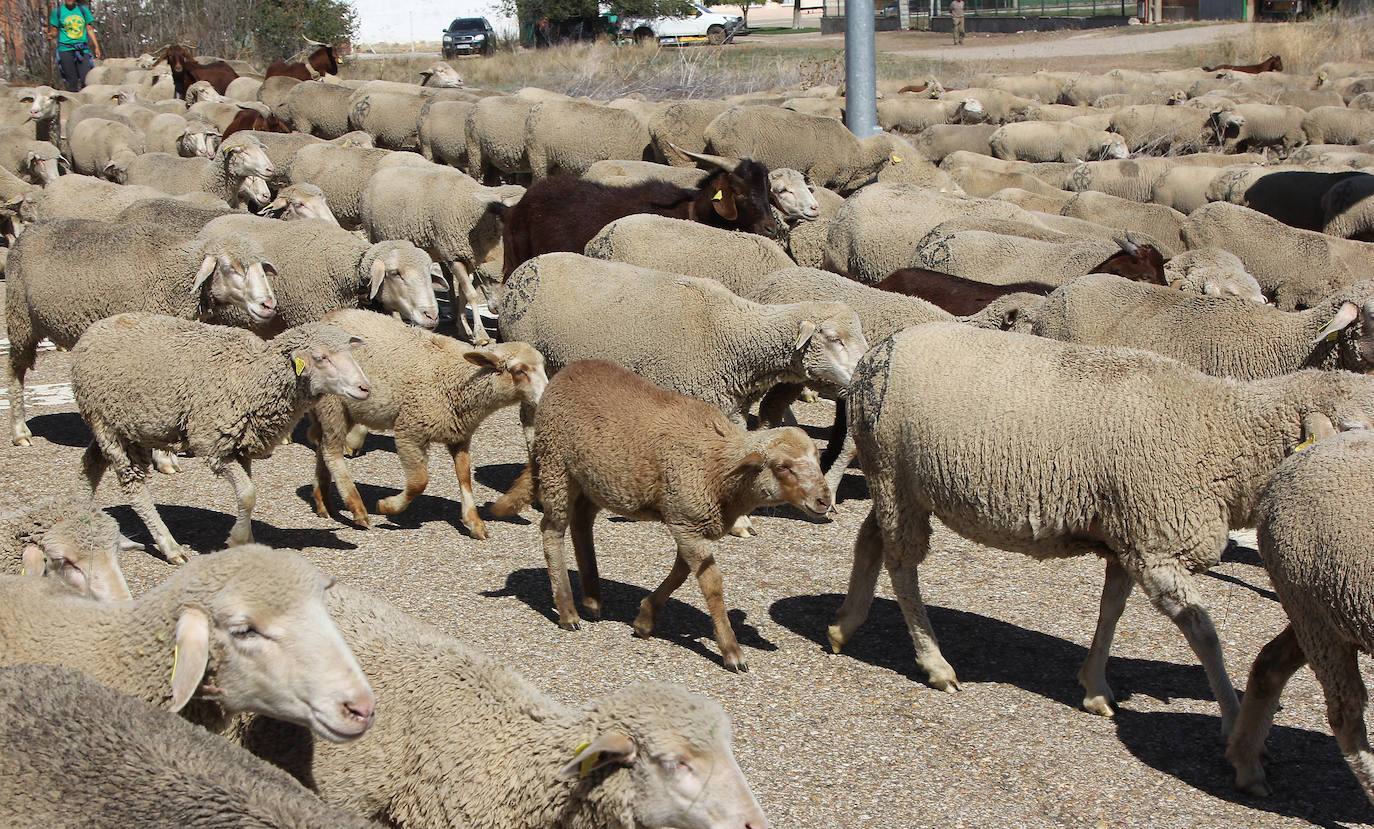 Ovejas trashumantes a su paso por Perales, Palencia. 