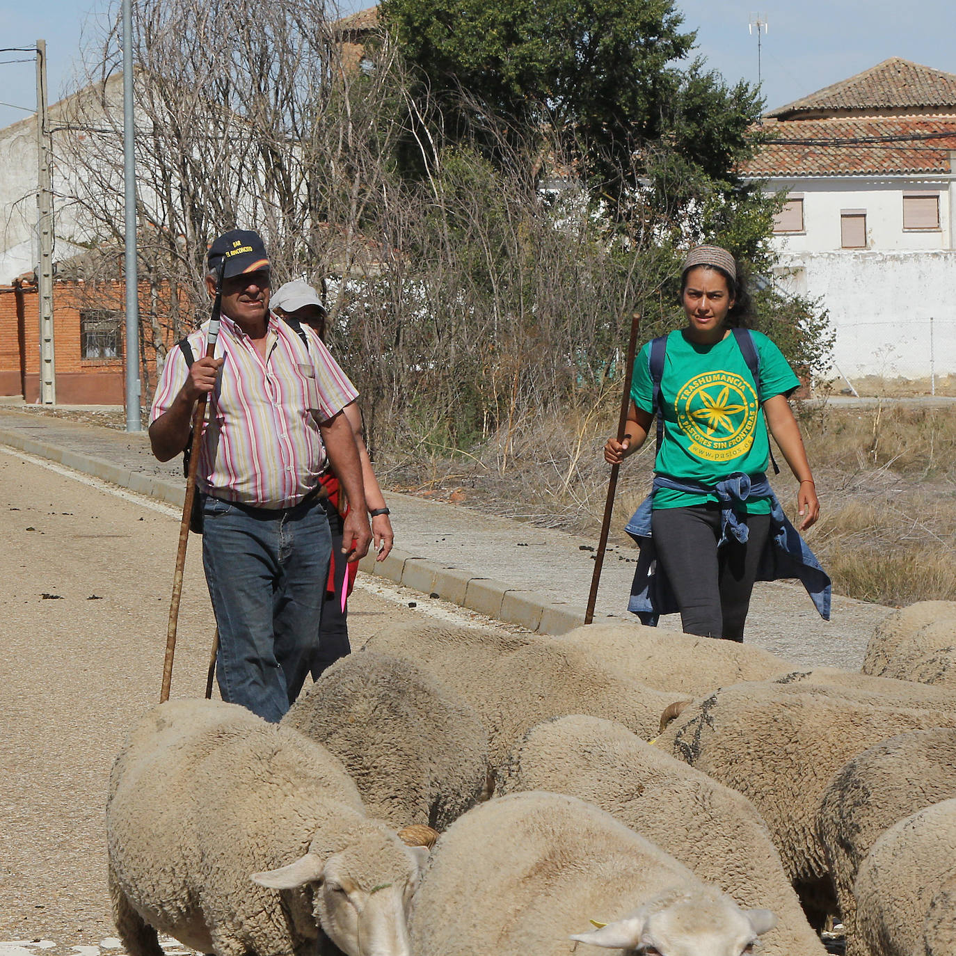 Ovejas trashumantes a su paso por Perales, Palencia. 