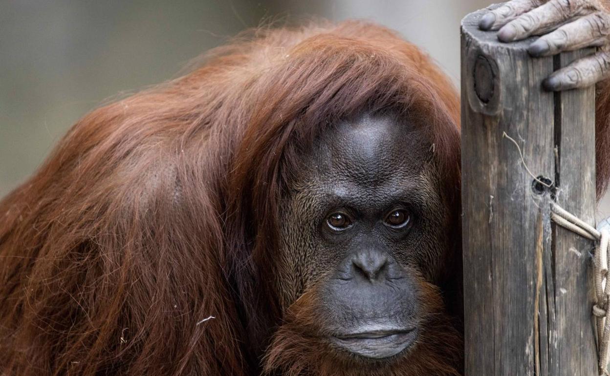 Sandra, considerada un ser 'sintiente', había empezado a dar muestras de depresión en el zoo.