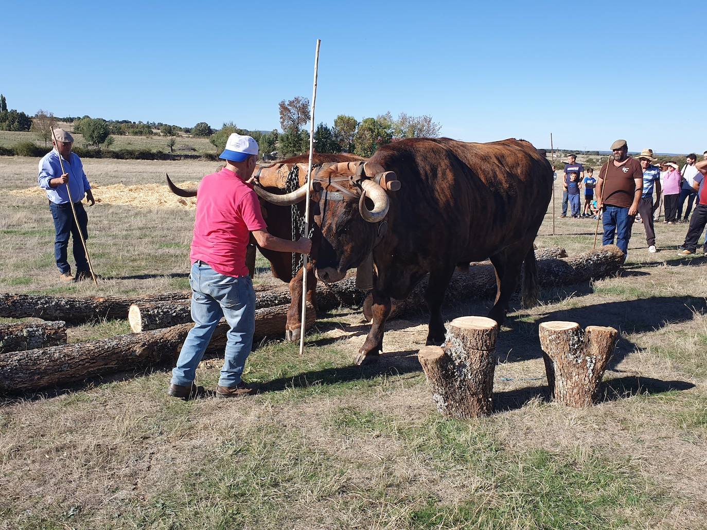 Fiestas de Fuenterroble de Salvatierra. 