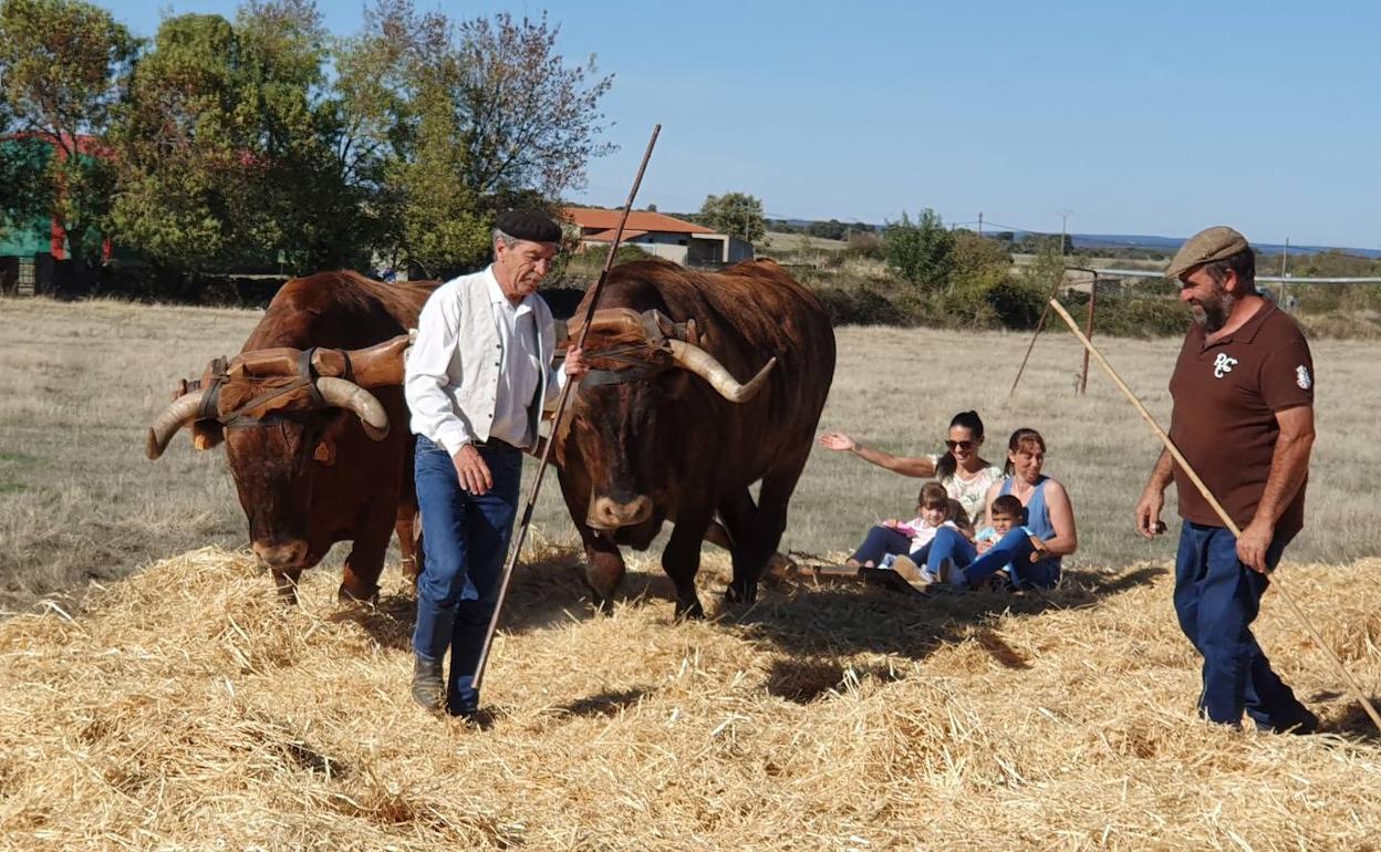 Varias personas, entre ellas madres e hijos, jóvenes, adultos, no dudaron en subirse al trillo. 