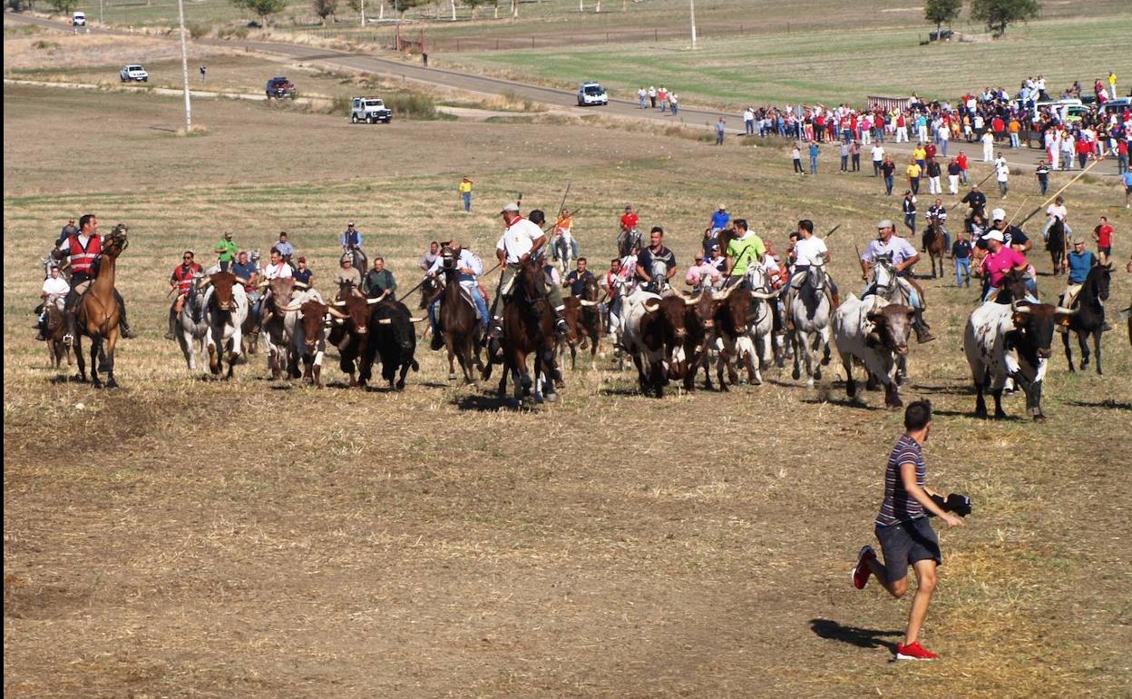 Encierro campero en las fiestas de Olmedo. 