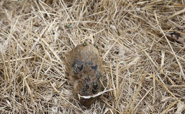 La tularemia afecta ya a 50 personas en Palencia