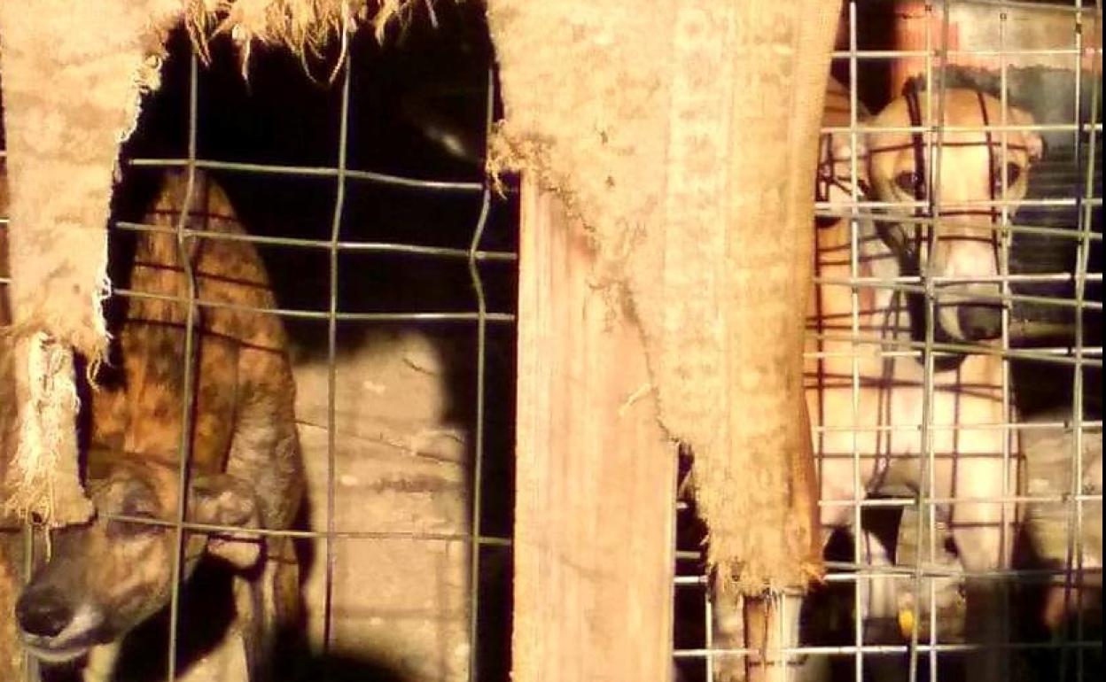 Galgos encerrados en una caseta sin comida ni agua.