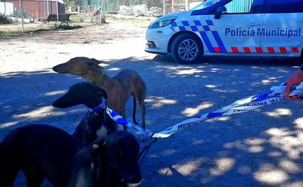 Galgos rescatados hoy en la calle.