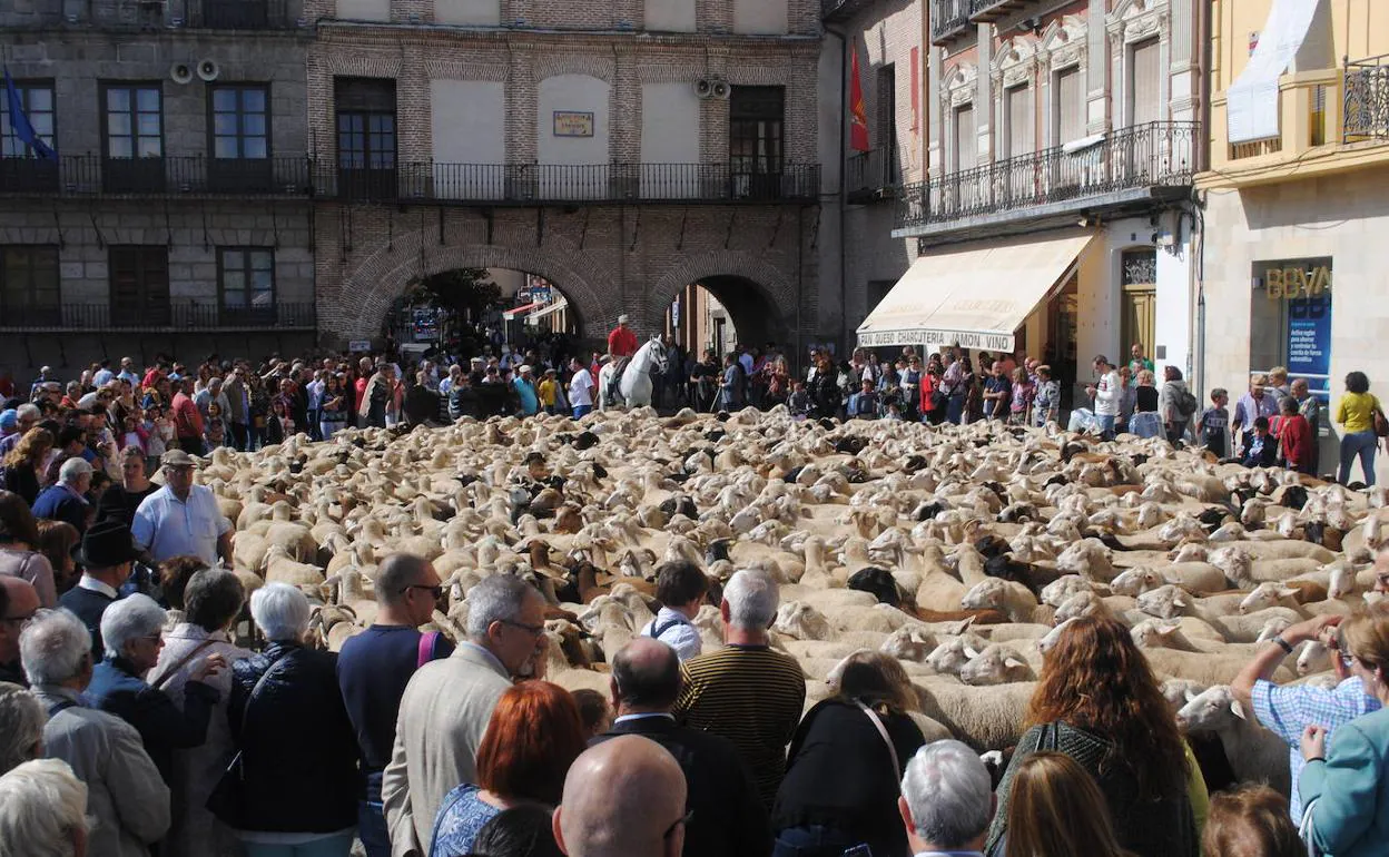 Ovejas, en la Plaza Mayor de la Hispanidad de Medina del Campo. 