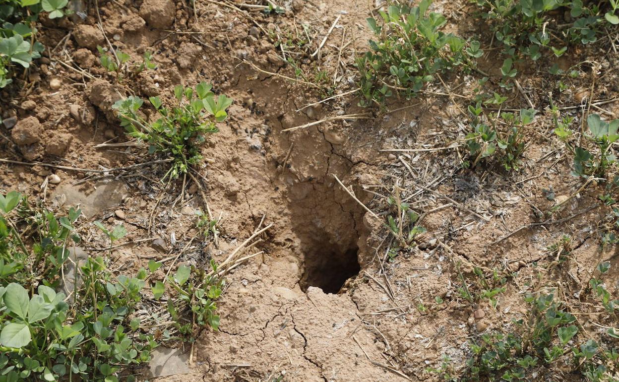 Una hura de topillos en la provincia de Palencia. 