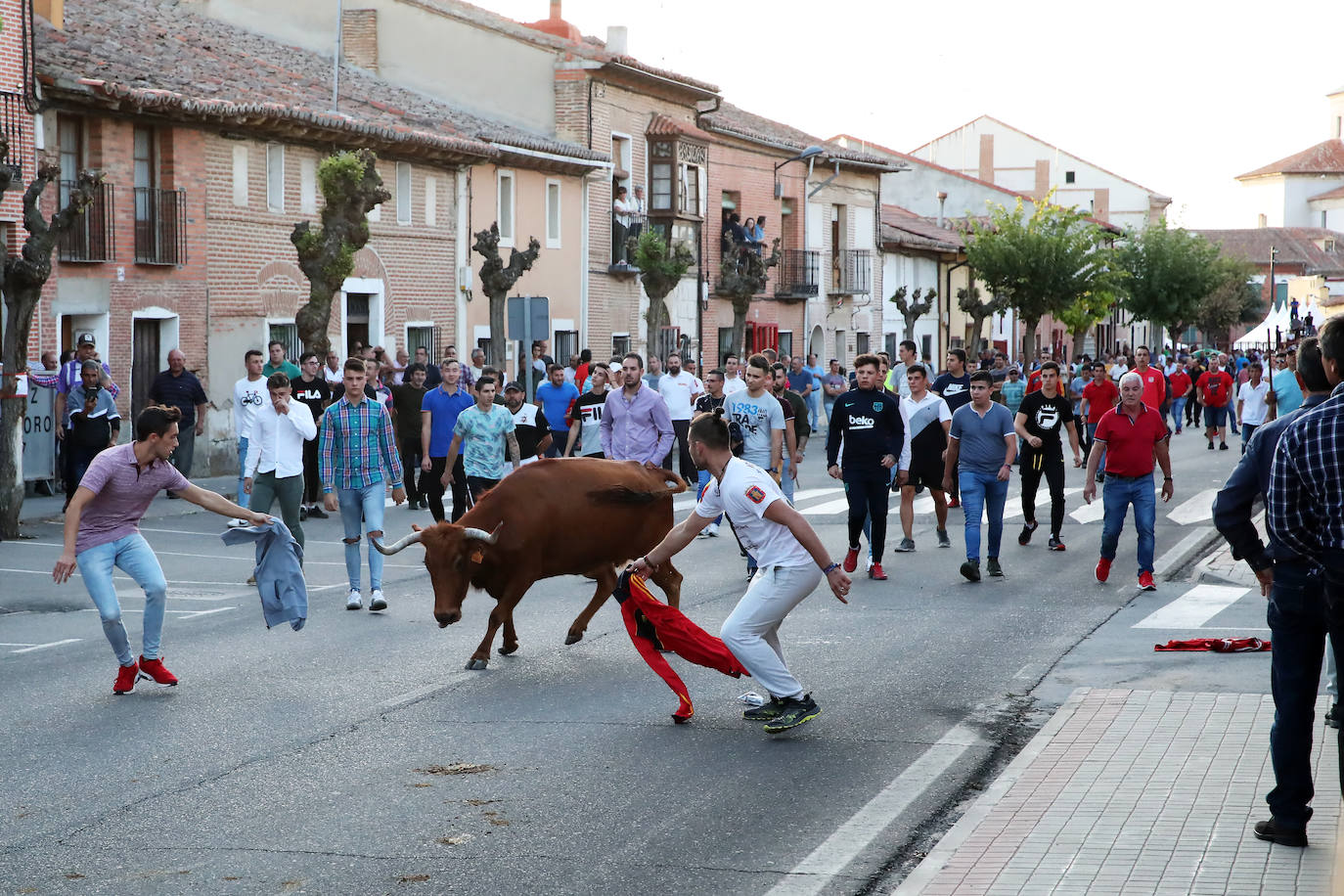 Festejo del Toro del Verdejo de Rueda. 