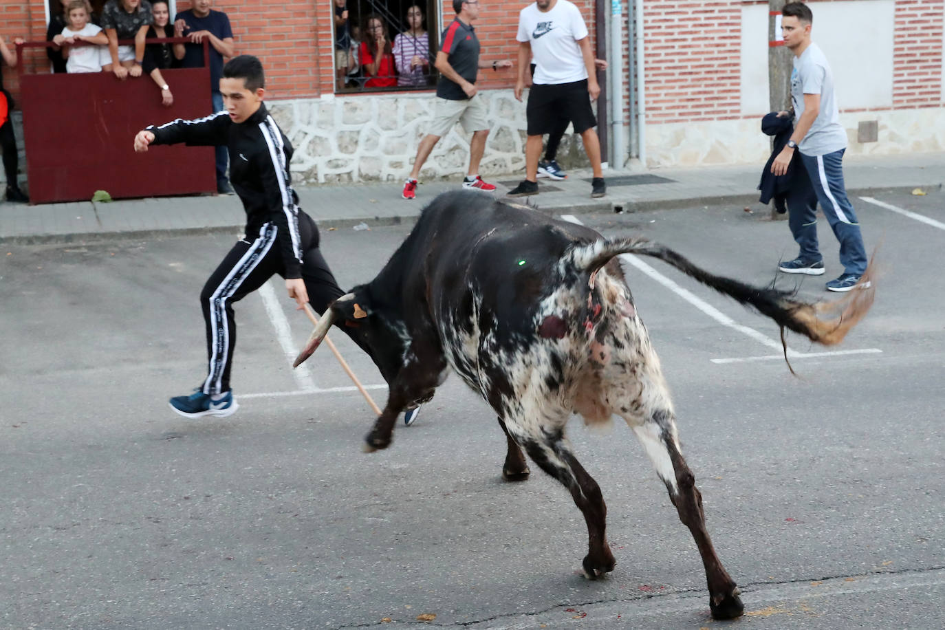 Festejo del Toro del Verdejo de Rueda. 