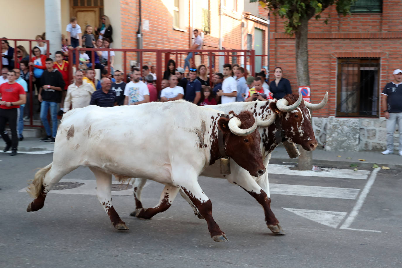 Festejo del Toro del Verdejo de Rueda. 