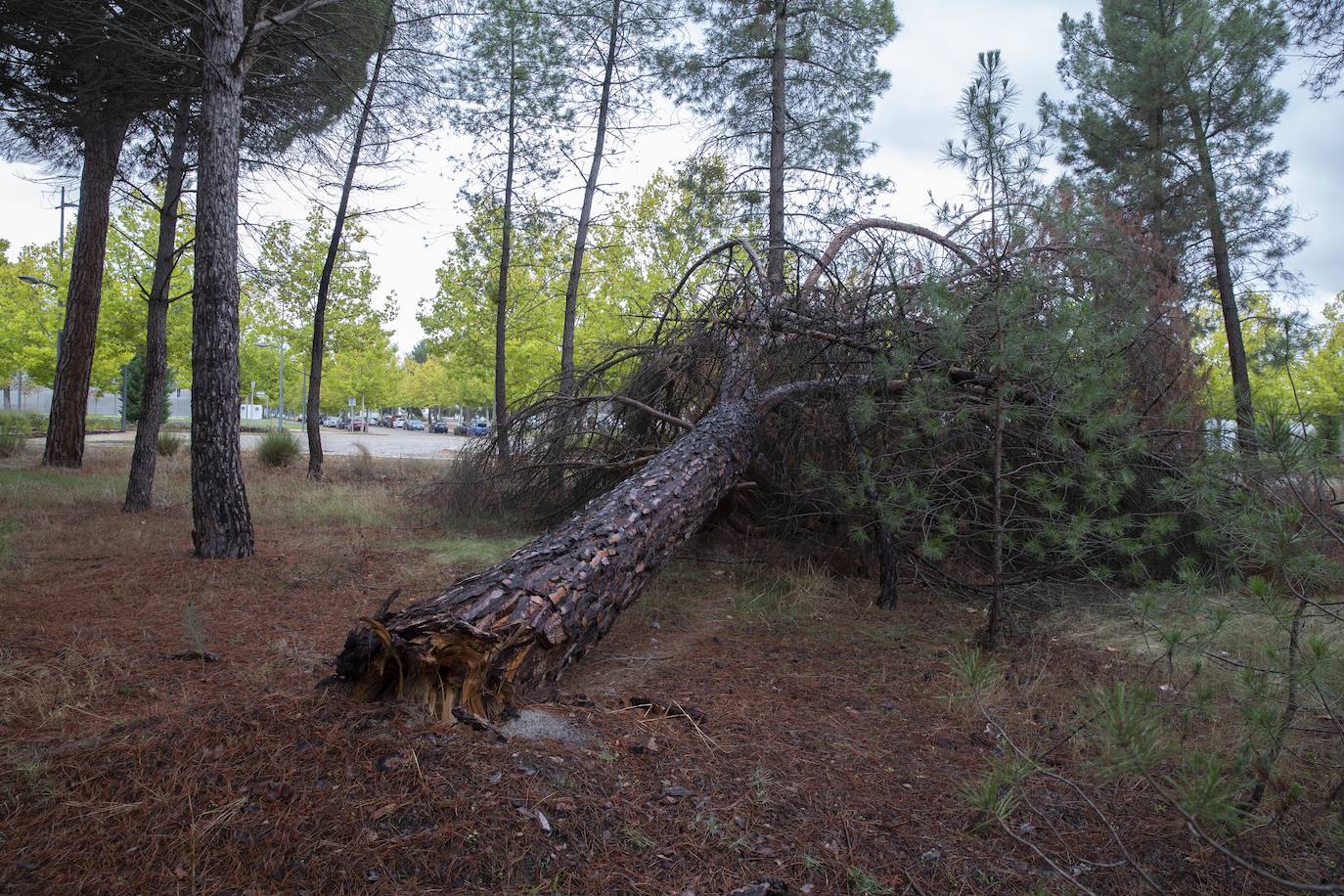 Un árbol caído en el Parque Tecnológico de Boecillo.