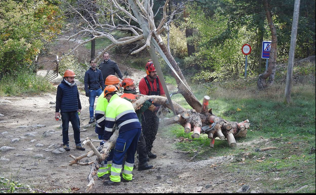 Participantes en la tala del pino, ayer en El Espinar. 