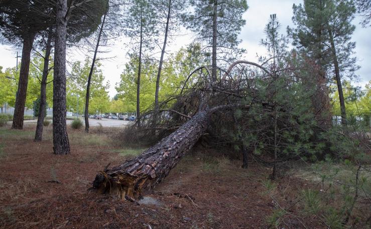 Fotos: Falta de mantenimiento en el Parque Tecnológico de Boecillo