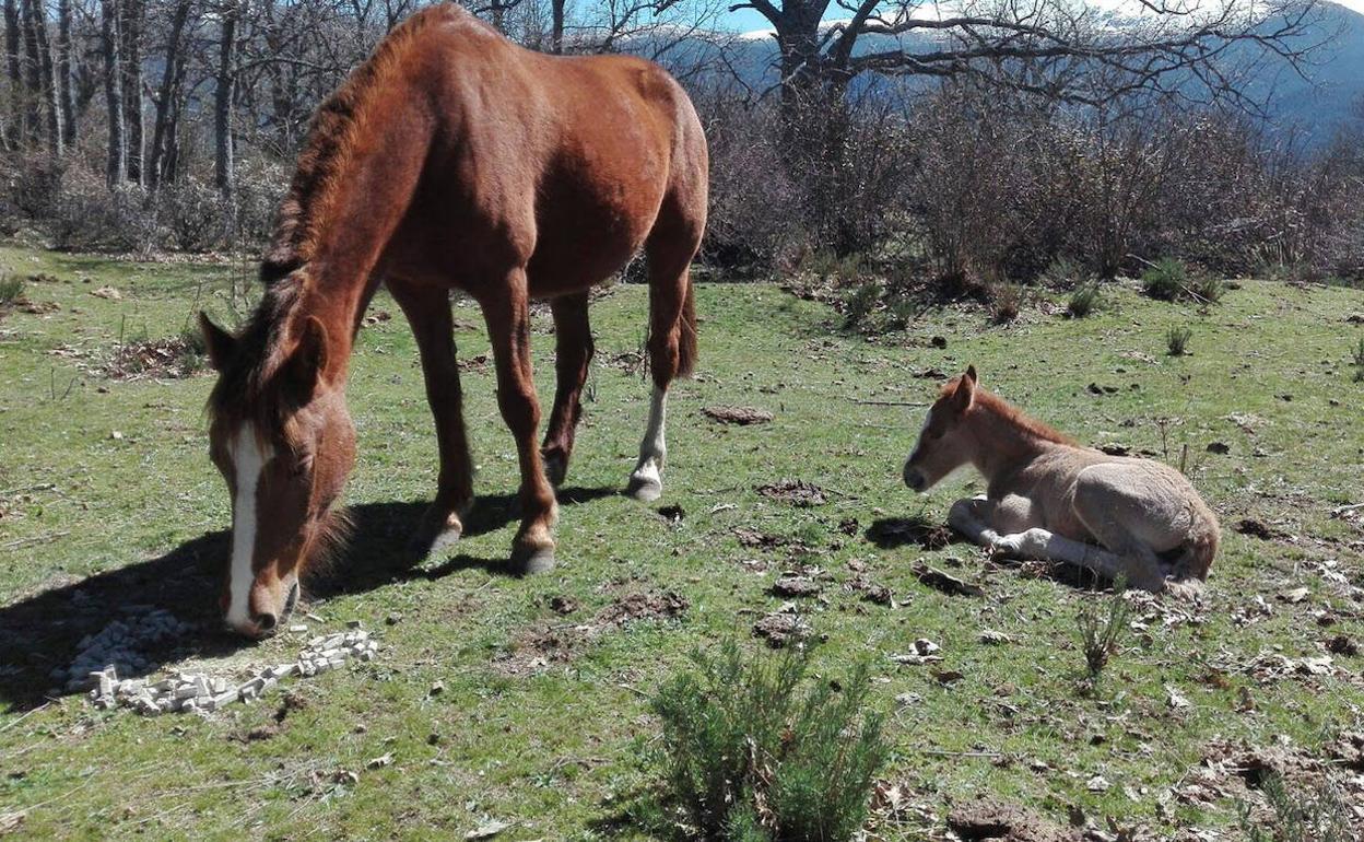 Dos caballos pastan en un prado. 