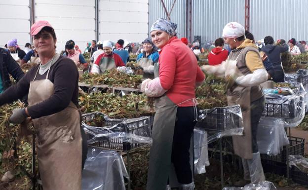 Trabajadoras extranjeras en una planta de Mozoncillo. 