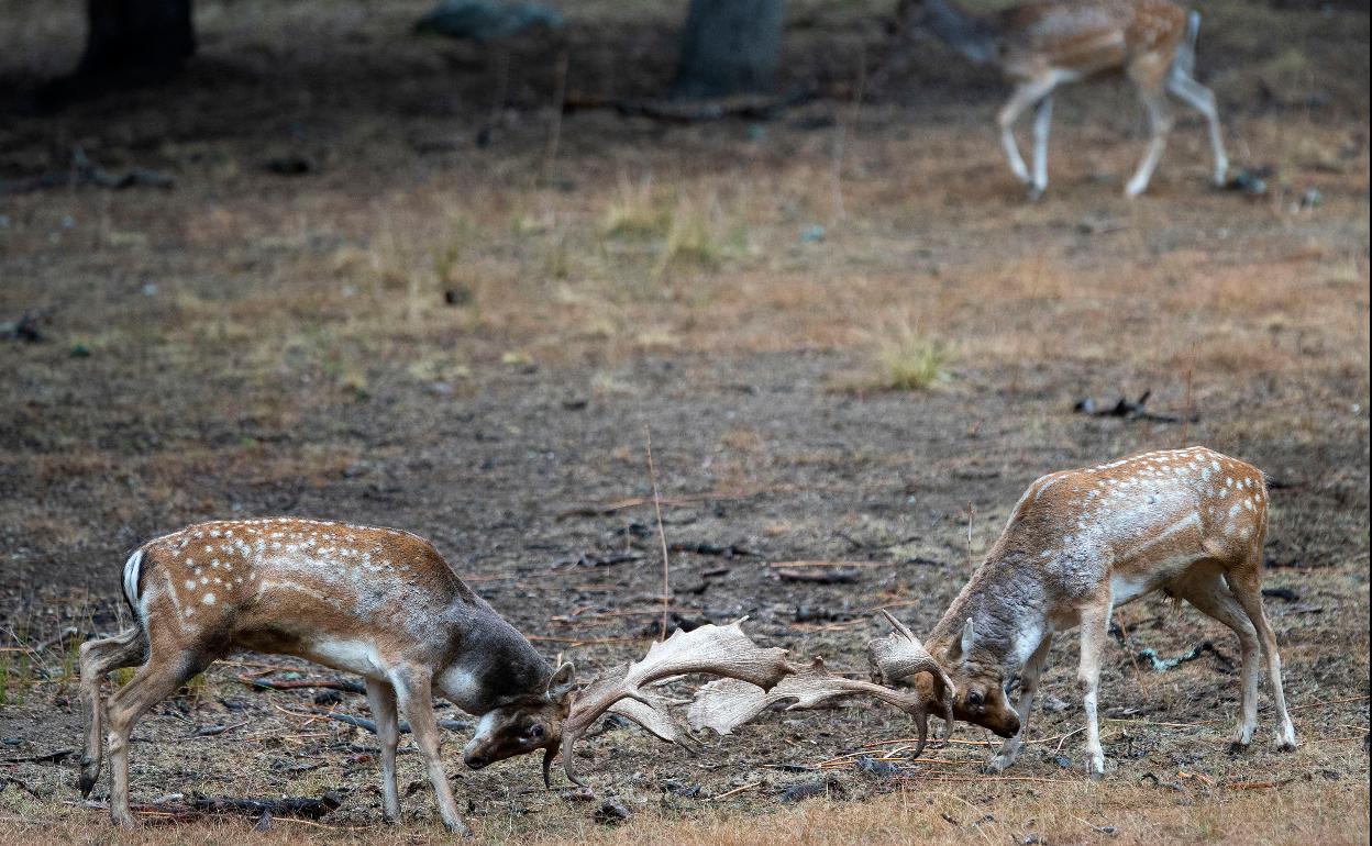Dos gamos en celo se pelean en el bosque de Riofrío. 