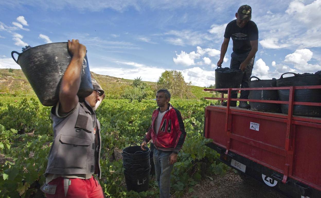 Recogida de la uva en un viñedo de la DO Bierzo. 