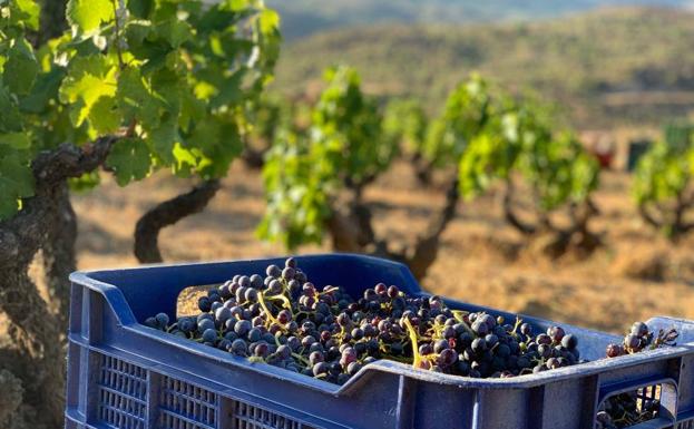 Recogida de uvas garnachas en la DOP Cebreros. 