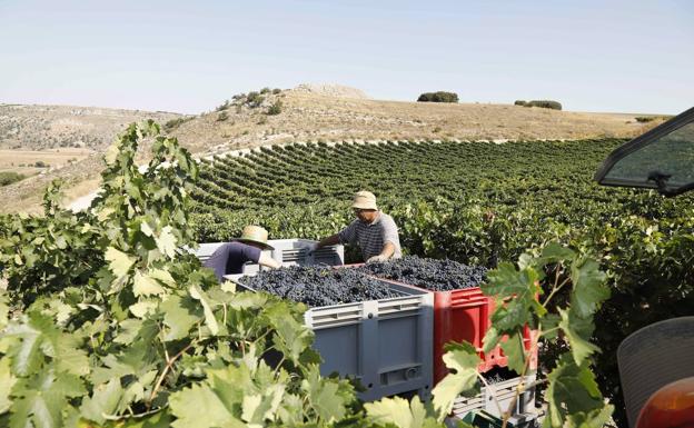 Vendimia en plena Ribera del Duero. 