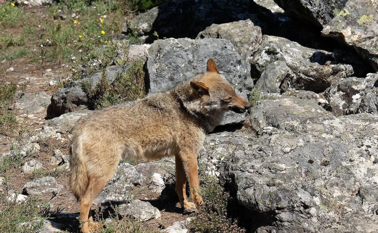 Un ejemplar en el Centro de Lobo de Sanabria. 