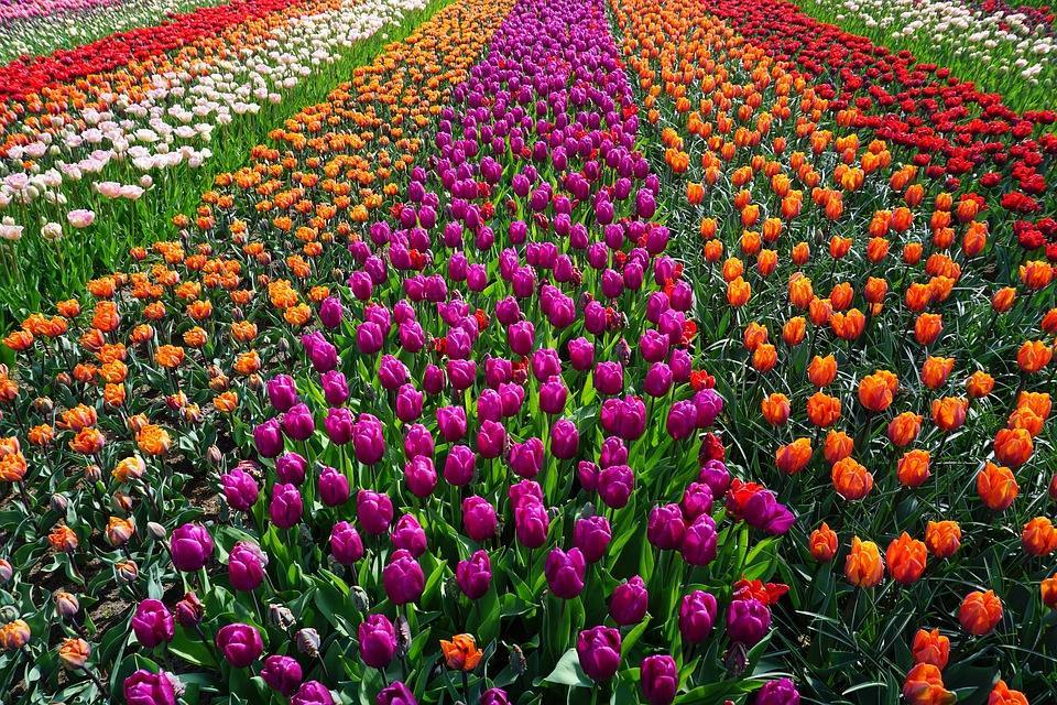 Campos de tulipanes (Holanda) | Aunque son de lo más conocido del país, sólo se encuentran en un perímetro de 25 kilómetros al sudeste de Ámsterdam. Llegaron a Holanda en 1594 y desde entonces son uno de los lugares más coloridos del mundo.